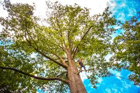 Best Root Management and Removal  in Carbondale, CO