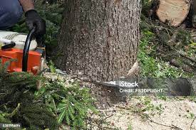 Best Tree Maintenance Programs  in Carbondale, CO