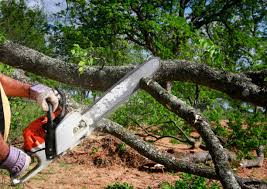 Best Hazardous Tree Removal  in Carbondale, CO