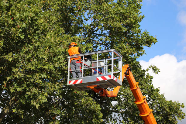 Best Stump Grinding and Removal  in Carbondale, CO