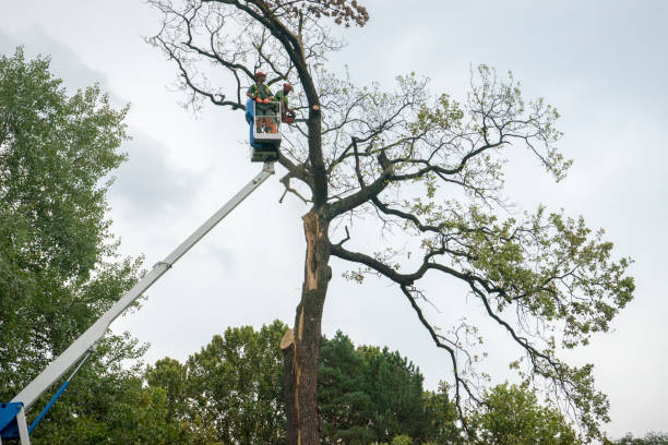 Best Storm Damage Tree Cleanup  in Carbondale, CO
