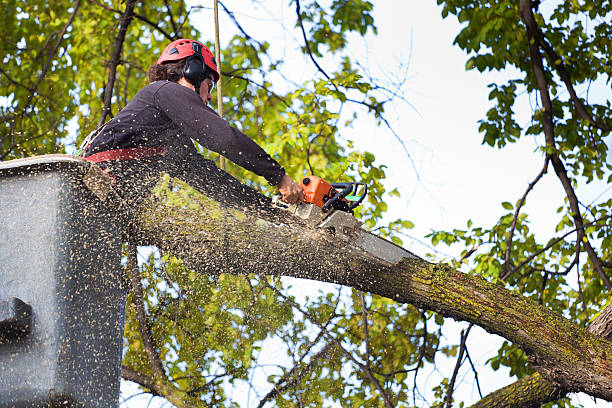 Reliable Carbondale, CO Tree Removal Solutions