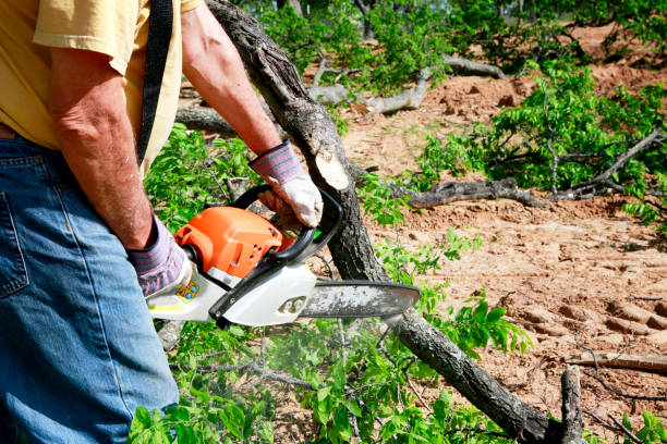 How Our Tree Care Process Works  in  Carbondale, CO